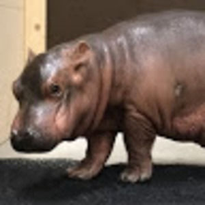 Meet your Posher, Charlotte